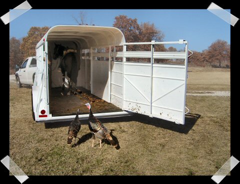 Loading turkeys in stock trailer with our Peruvian Paso geldings